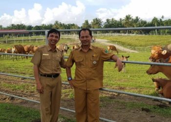 M-Kamil-di-Peternakan-Sapi-Air-Runding-PasamanBarat-foto-Diskominfo-Sumba